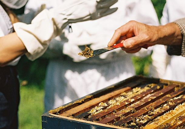 MIRSALEHI PROPOLIS