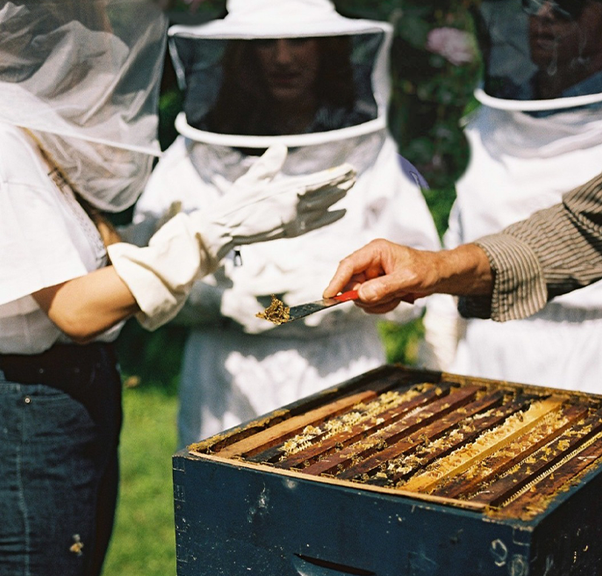 MIRSALEHI PROPOLIS